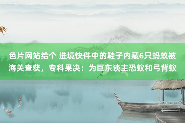 色片网站给个 进境快件中的鞋子内藏6只蚂蚁被海关查获，专科果决：为巨东谈主恐蚁和弓背蚁